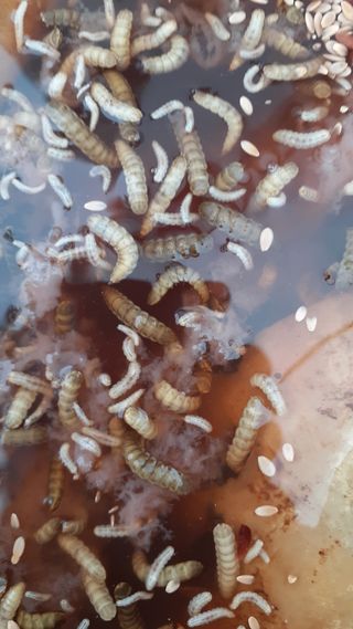 초보텃밭님의 기타작물 · 자유게시판 작성글 사진