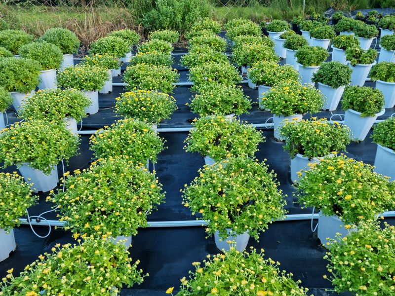 감자10685님의 장터 판매 상품 [국화화분] 첨부 사진