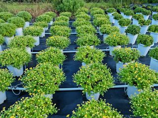 감자10685님의 장터 · 종자/종묘 작성글 사진