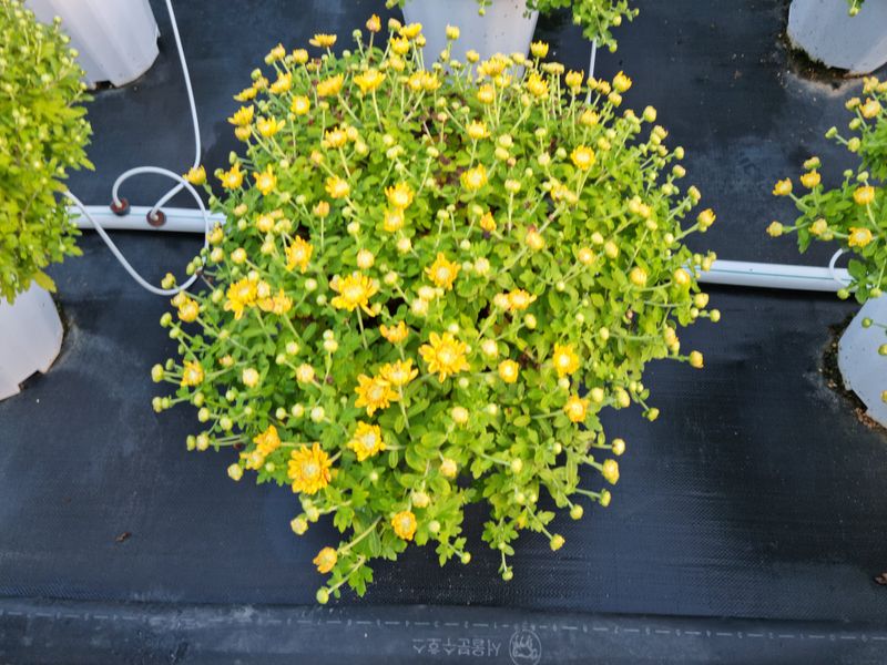 감자10685님의 장터 판매 상품 [국화화분] 첨부 사진