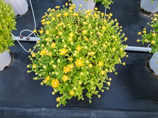 감자10685님의 장터 · 종자/종묘 작성글 사진