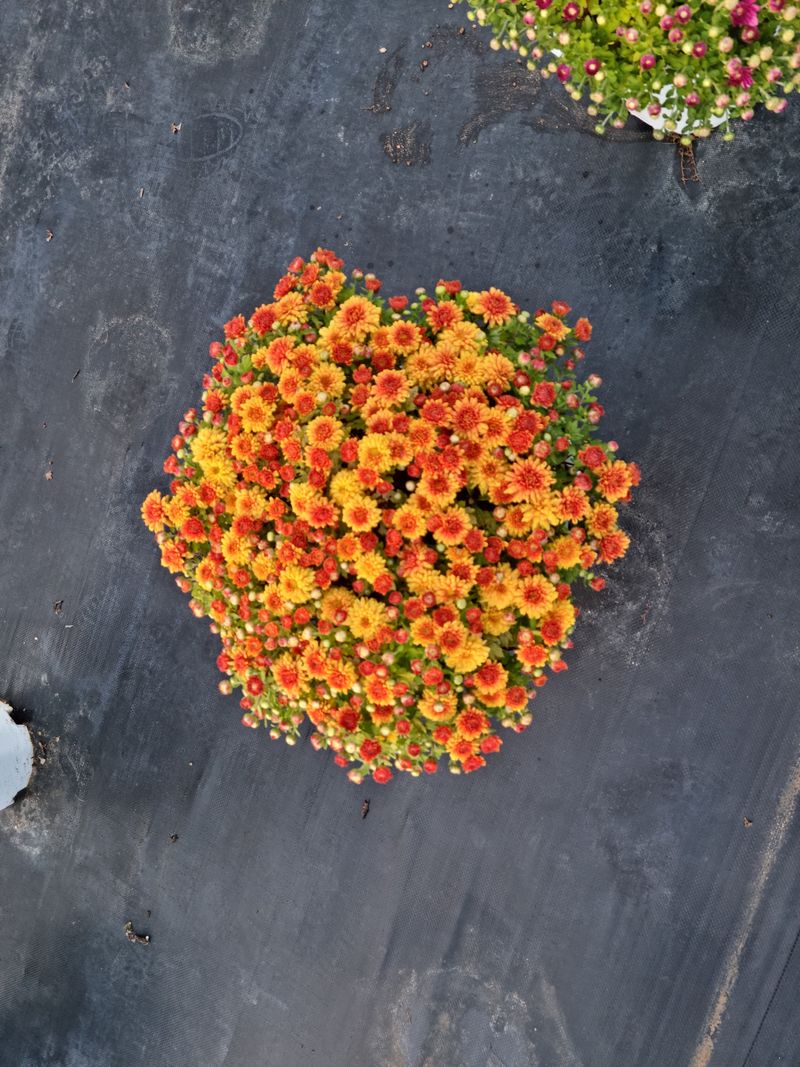 감자10685님의 장터 판매 상품 [국화화분] 첨부 사진