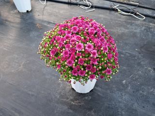 감자10685님의 장터 · 종자/종묘 작성글 사진