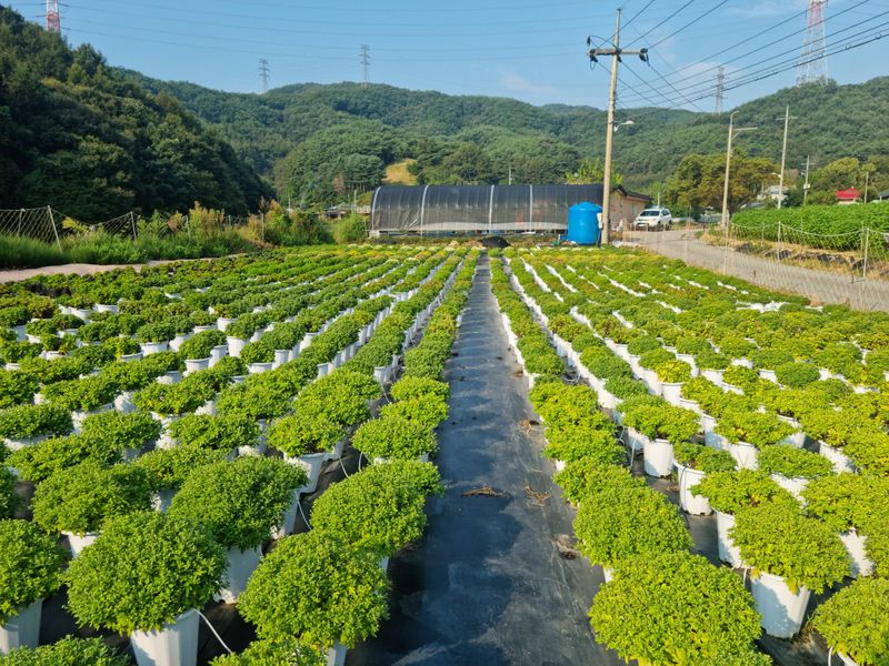 감자10685님의 장터 판매 상품 [국화화분] 첨부 사진