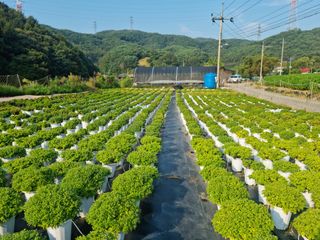 감자10685님의 장터 · 종자/종묘 작성글 사진