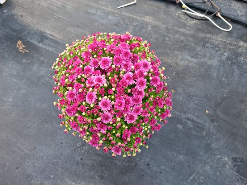 감자10685님의 장터 판매 상품 [국화화분] 첨부 사진