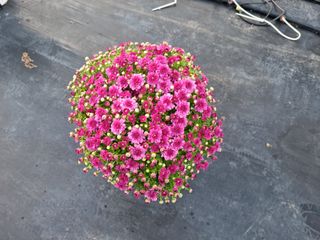 감자10685님의 장터 · 종자/종묘 작성글 사진