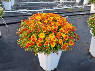 감자10685님의 장터 · 종자/종묘 작성글 사진