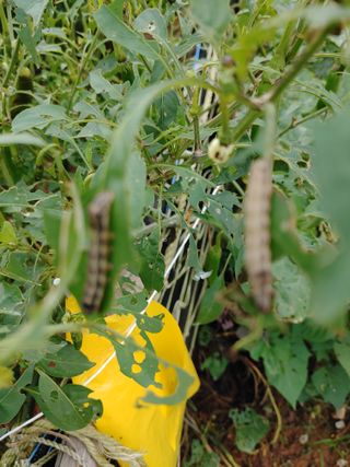 김연호님의 콩 · 병해충상담 작성글 사진