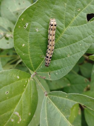 김연호님의 콩 · 병해충상담 작성글 사진