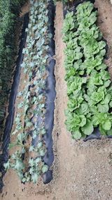 팜모닝 윷놀이 끝! 어떠셨나요?·참여글 게시글 이미지