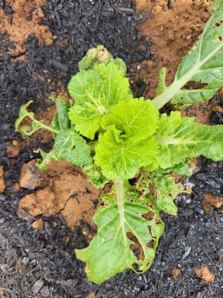 태 야님의 배추 · 일상 작성글 사진