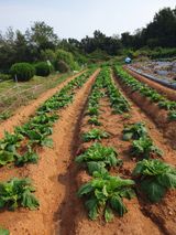 팜모닝 윷놀이 끝! 어떠셨나요?·참여글 게시글 이미지