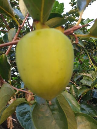 김홍배님의 윷놀이 끝! 어떠셨나요? · 참여글 작성글 사진