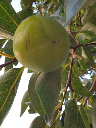 김홍배님의 윷놀이 끝! 어떠셨나요? · 참여글 작성글 사진