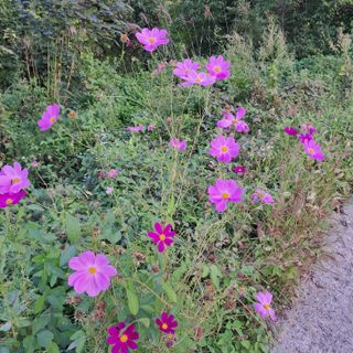 매운국수님의 윷놀이 끝! 어떠셨나요? · 참여글 작성글 사진
