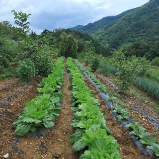 매운국수님의 윷놀이 끝! 어떠셨나요? · 참여글 작성글 사진