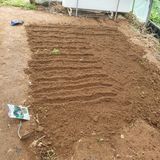 팜모닝 시금치·영농일지 게시글 이미지