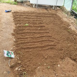 이소영님의 시금치 · 영농일지 작성글 사진