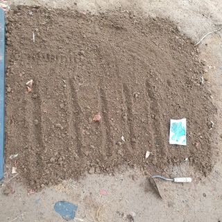 이소영님의 시금치 · 영농일지 작성글 사진