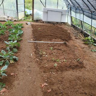 이소영님의 시금치 · 영농일지 작성글 사진