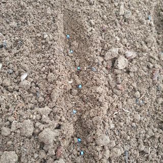 이소영님의 시금치 · 영농일지 작성글 사진