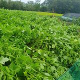 팜모닝 들깨·영농일지 게시글 이미지