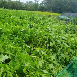 이소영님의 들깨 · 영농일지 작성글 사진