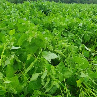 이소영님의 들깨 · 영농일지 작성글 사진