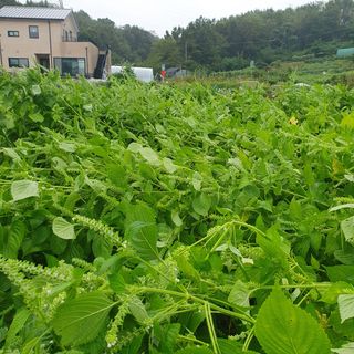 이소영님의 들깨 · 영농일지 작성글 사진