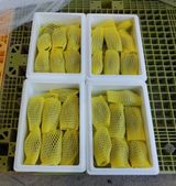 팜모닝 · 게시글 이미지