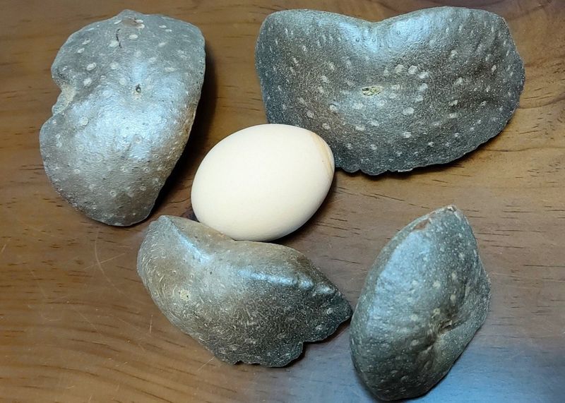 김영진(전남영광)님의 장터 판매 상품 [부모님 효도선물엔 열매마5kg] 첨부 사진