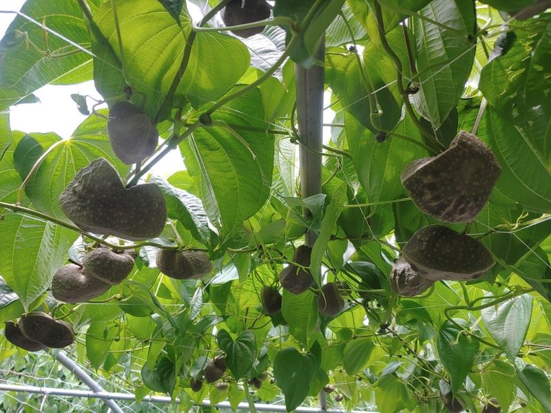 김영진(전남영광)님의 장터 판매 상품 [부모님 효도선물엔 열매마5kg] 첨부 사진