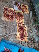 팜모닝 고추·병해충상담 게시글 이미지