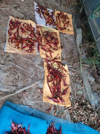 김 농부님의 고추 · 병해충상담 작성글 사진