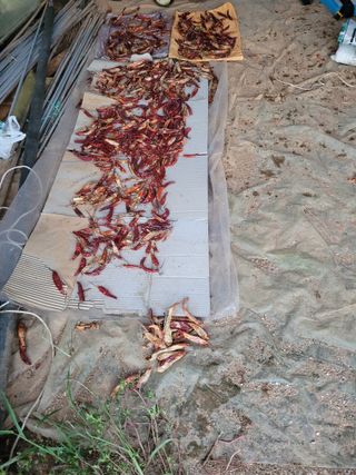 김 농부님의 고추 · 병해충상담 작성글 사진