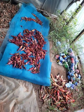 김 농부님의 고추 · 병해충상담 작성글 사진