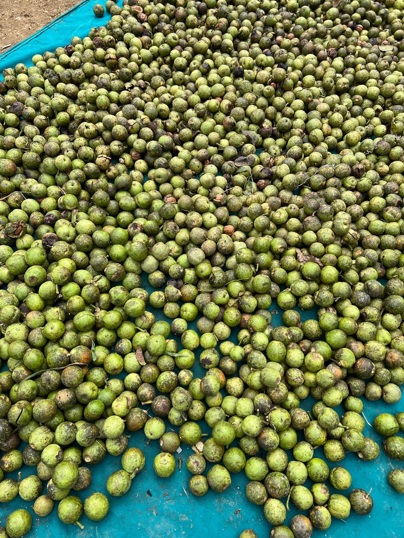 장터 상품 [토종알호두] 썸네일