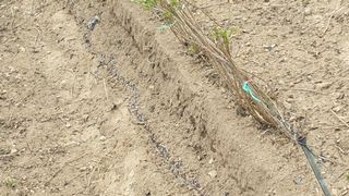 김성옥님의 옥수수 · 자유게시판 작성글 사진