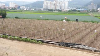 김성옥님의 옥수수 · 자유게시판 작성글 사진