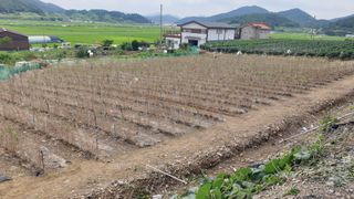 김성옥님의 옥수수 · 자유게시판 작성글 사진