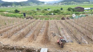 김성옥님의 옥수수 · 자유게시판 작성글 사진