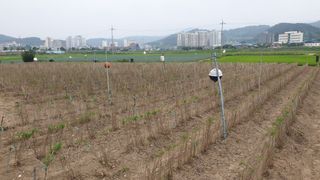 김성옥님의 옥수수 · 자유게시판 작성글 사진