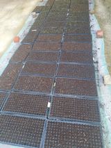 팜모닝 양파·자유게시판 게시글 이미지