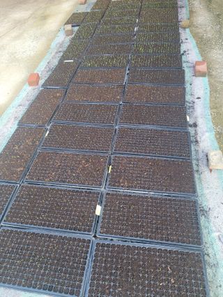 가루개님의 양파 · 자유게시판 작성글 사진