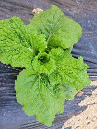 안나농부님의 배추 · 비료•농약 작성글 사진