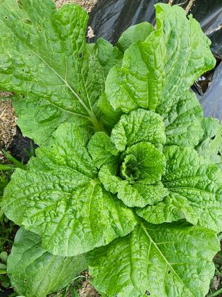 안나농부님의 배추 · 비료•농약 작성글 사진