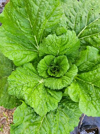 안나농부님의 배추 · 비료•농약 작성글 사진