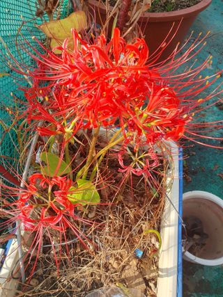 남 샘결 개둥맘님의 윷놀이 끝! 어떠셨나요? · 참여글 작성글 사진