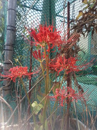 남 샘결 개둥맘님의 윷놀이 끝! 어떠셨나요? · 참여글 작성글 사진